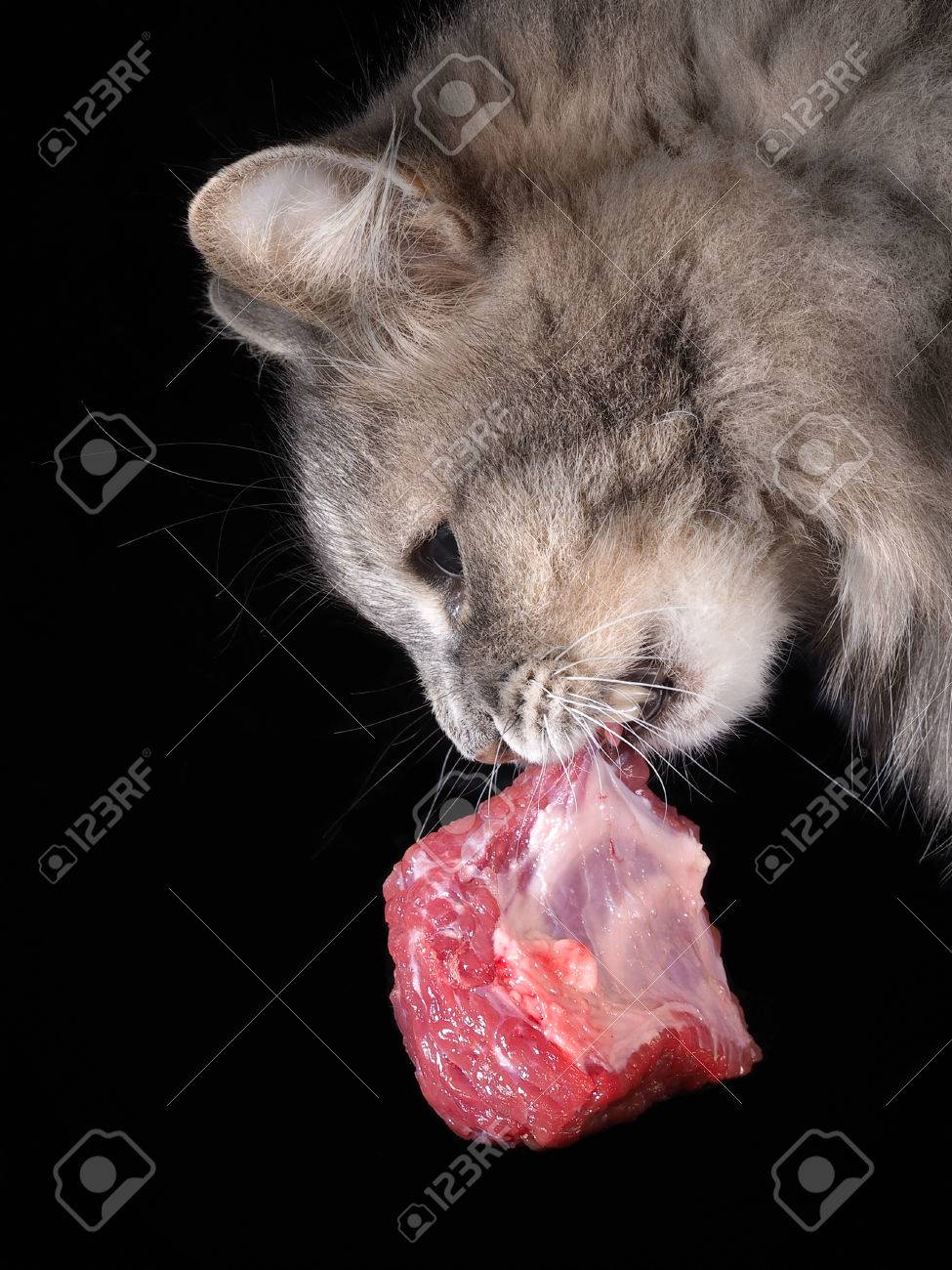 Cat Garde Dans Sa Bouche Un Gros Morceau De Viande Crue Fond Noir Grand Visage De Chat Les Defenses Les Machoires Banque D Images Et Photos Libres De Droits Image