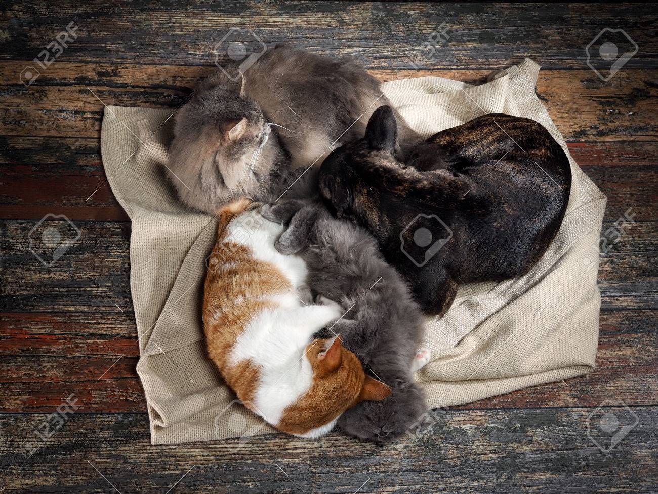 Deux Chats Et Un Chien Qui Dort Ensemble étreindre Les Uns Les Autres