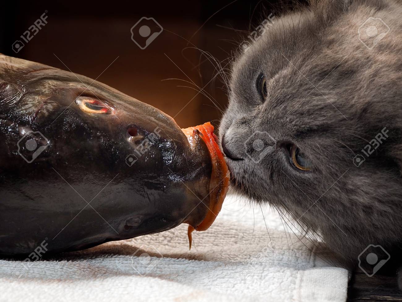 fish with cat head