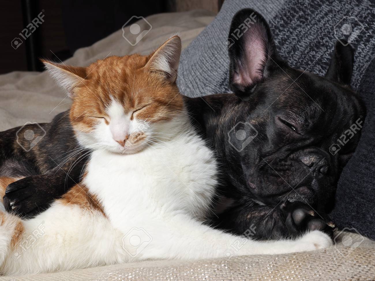 Immagini Stock Simpatico Gatto E Cane Che Dorme Insieme Il Gatto