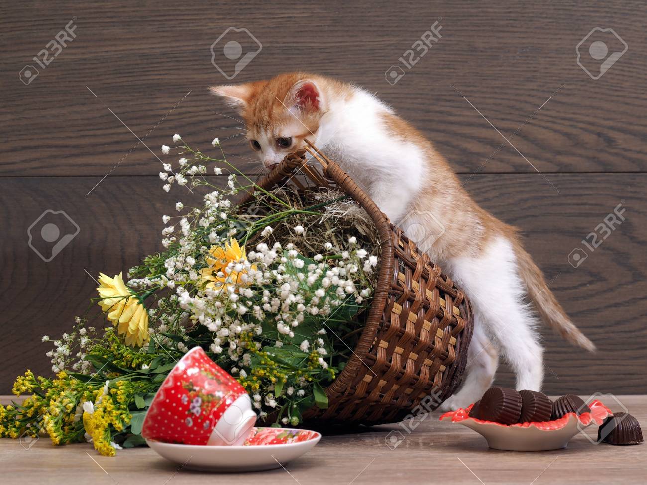 Kitten is playing - drops her basket of flowers. The inverted teacup. Cat made a mess on the table - 67333291 Kitten is playing - drops her basket of flowers. The inverted teacup. Cat made a mess on the table - 67333291