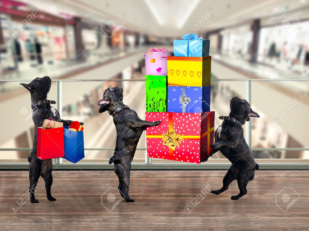 Dogs in the Mall. Are a lot of gifts and purchases - 69081434 Dogs in the Mall. Are a lot of gifts and purchases - 69081434