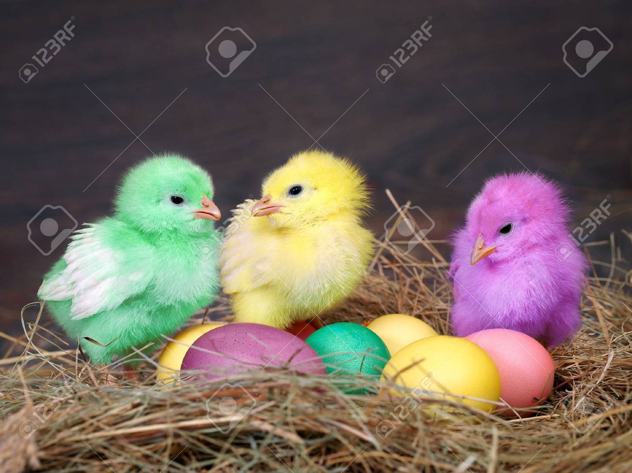 Bright colored chickens. Easter eggs. Chicken coop, hay - 72115748 Bright colored chickens. Easter eggs. Chicken coop, hay - 72115748