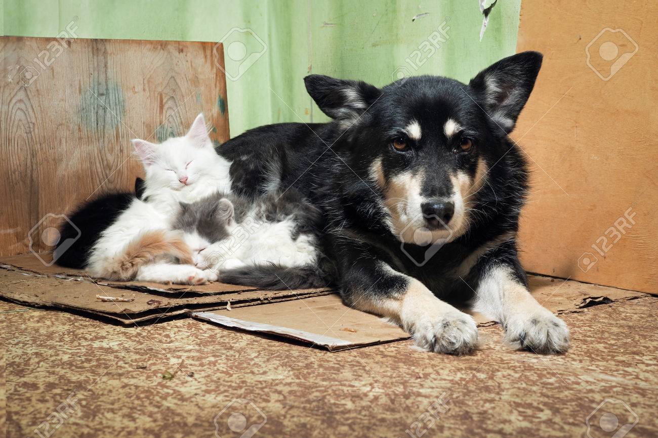 Stray dog and kittens. Dirty corner of the barn, torn cardboard - 73283183 Stray dog and kittens. Dirty corner of the barn, torn cardboard - 73283183
