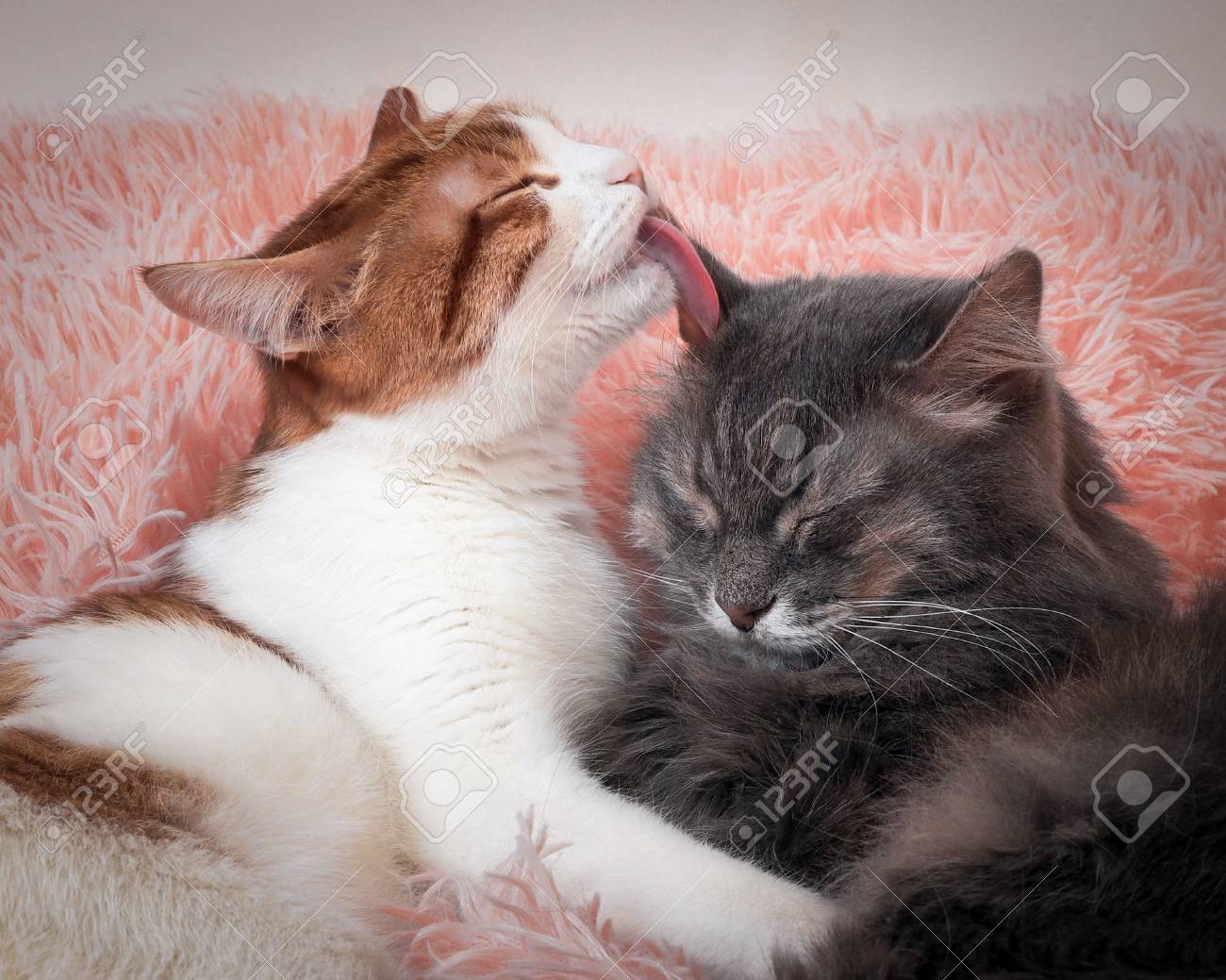Chat Lechant Chat L Amitie Des Deux Chats L Amour Et La Tendresse Banque D Images Et Photos Libres De Droits Image Chat Lechant Chat L Amitie Des Deux Chats L Amour Et La Tendresse Banque D Images Et Photos Libres De Droits Image