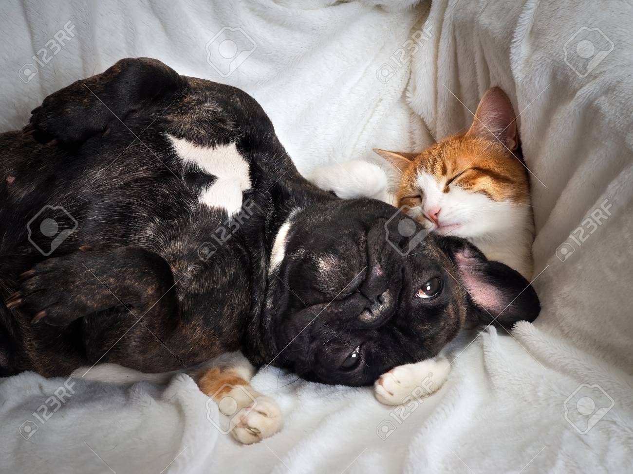 Dog and cat funny lying on a white blanket - 78436476 Dog and cat funny lying on a white blanket - 78436476