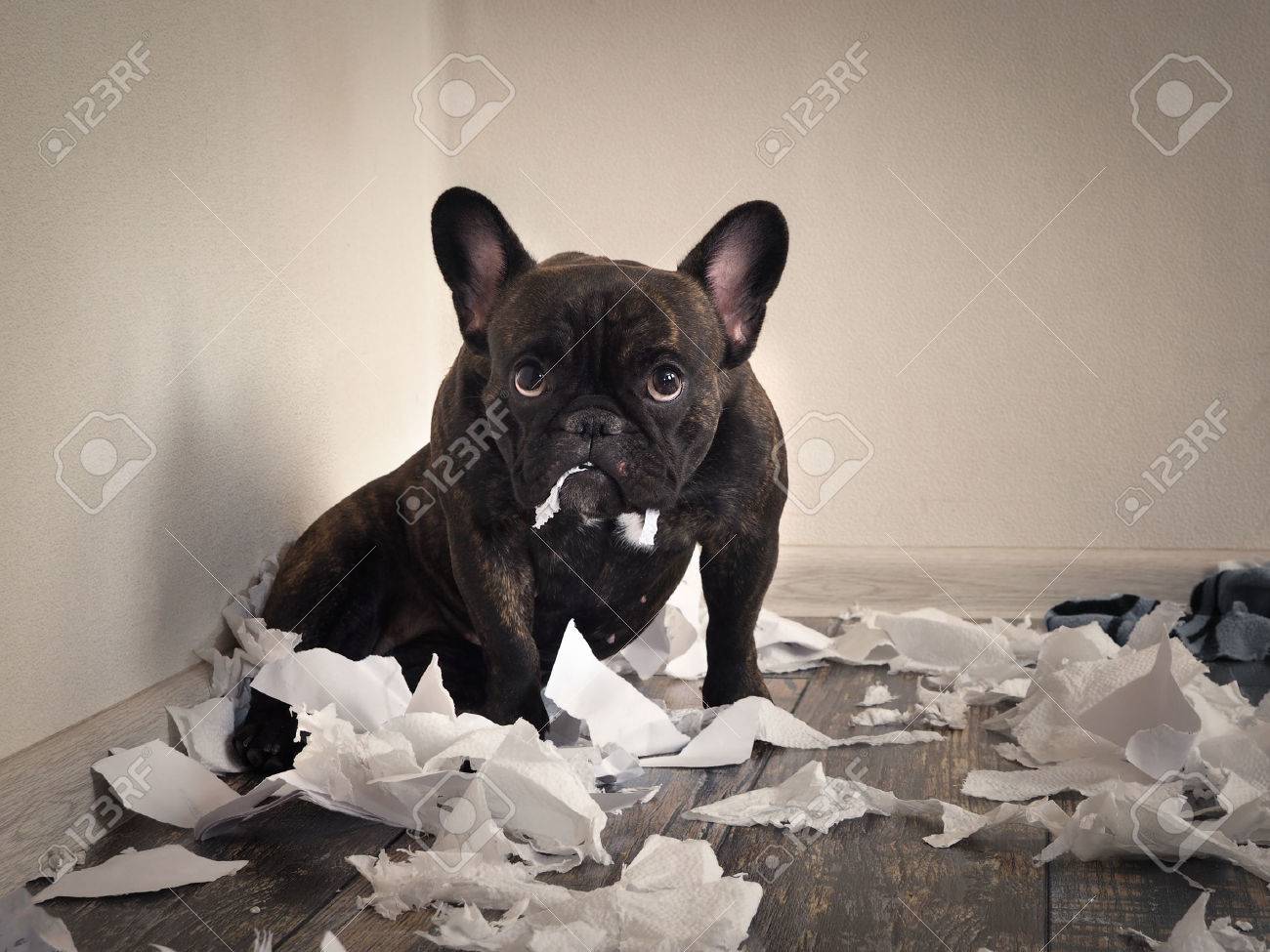 Blame the dog made a mess in the room. Playful puppy French bulldog - 78496679 Blame the dog made a mess in the room. Playful puppy French bulldog - 78496679