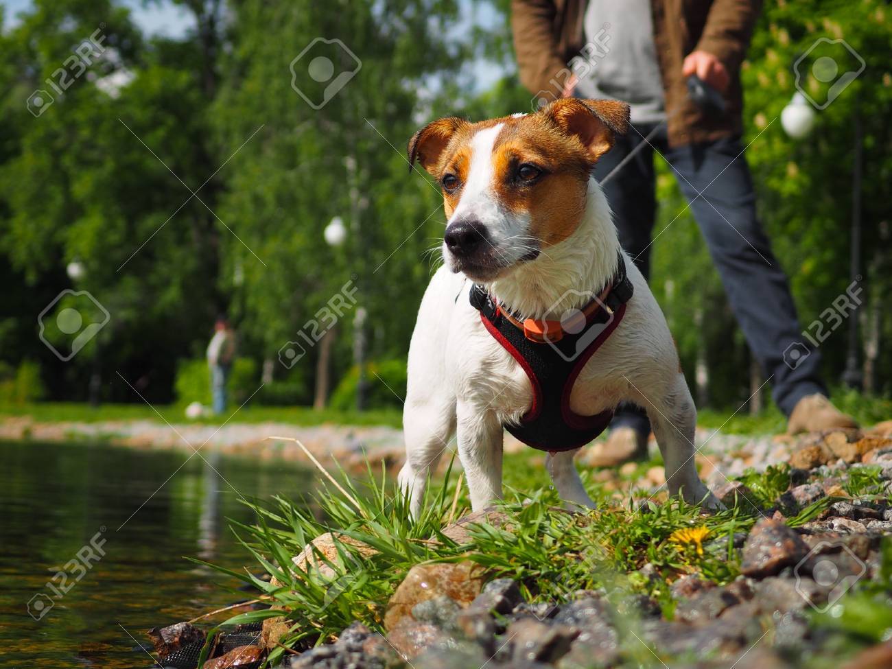 harness for jack russell