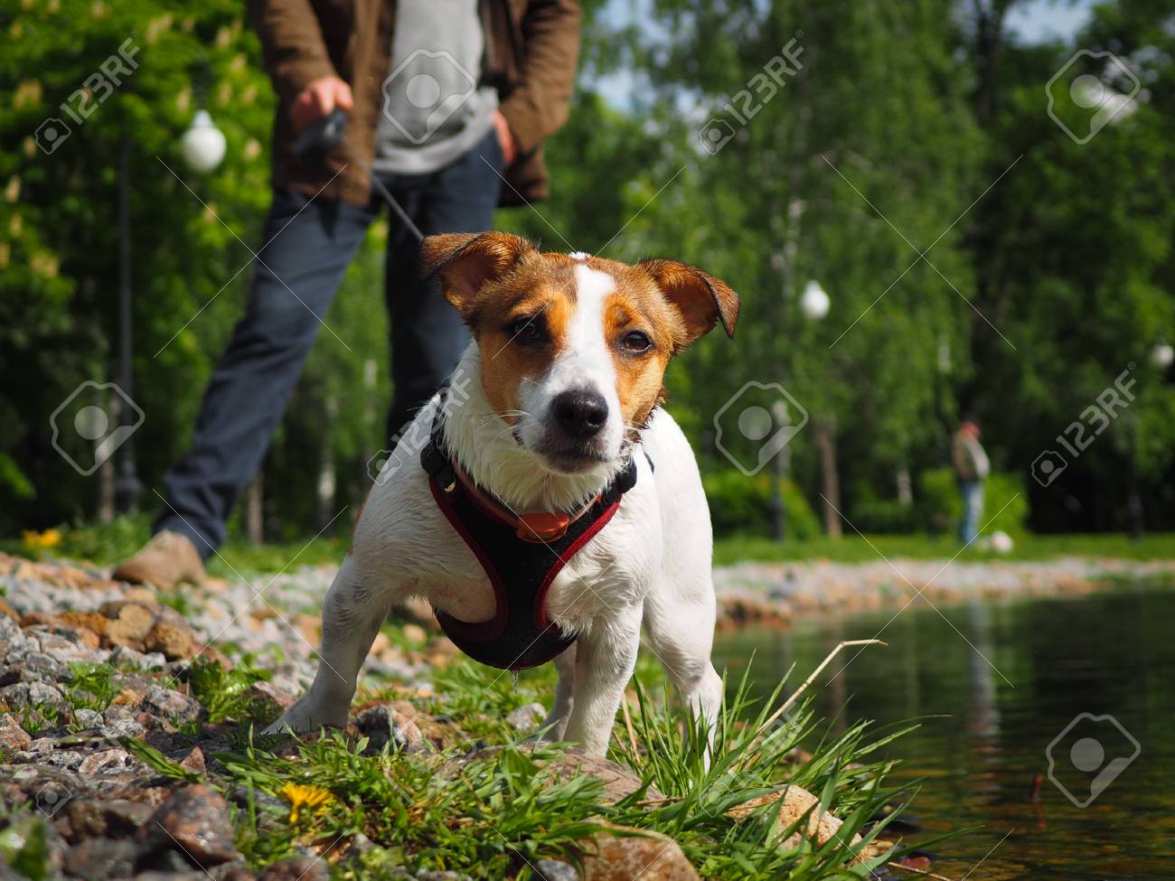 jack russell harness