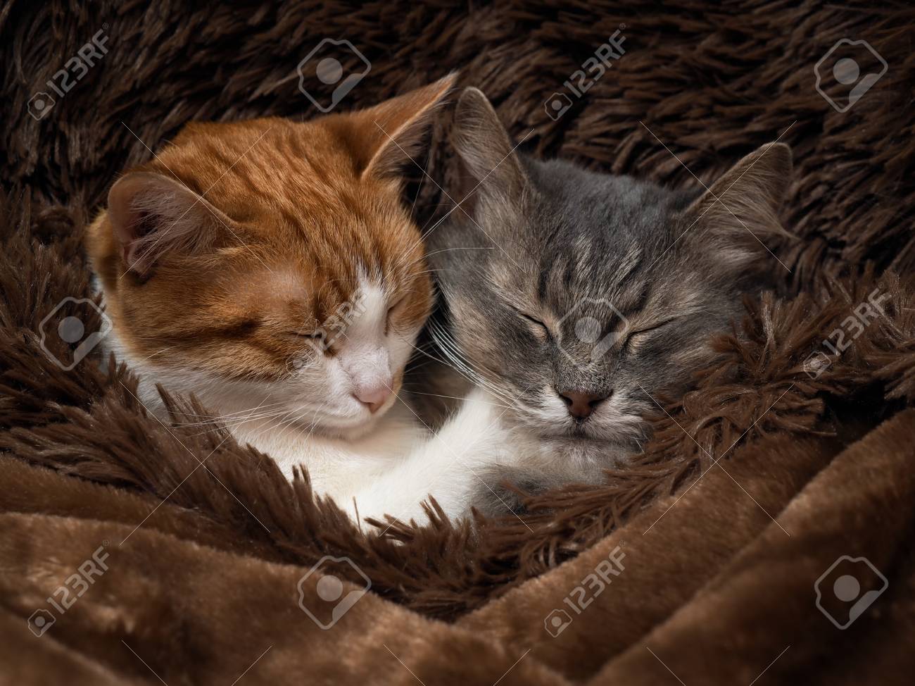 画像 温かい毛皮 暖かい毛皮 下位