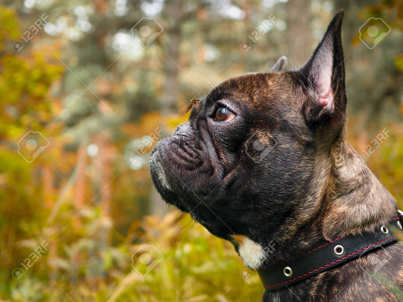 dog with a mosquito on your nose. The mosquito drinks blood. Nature, forest - 80230475 dog with a mosquito on your nose. The mosquito drinks blood. Nature, forest - 80230475