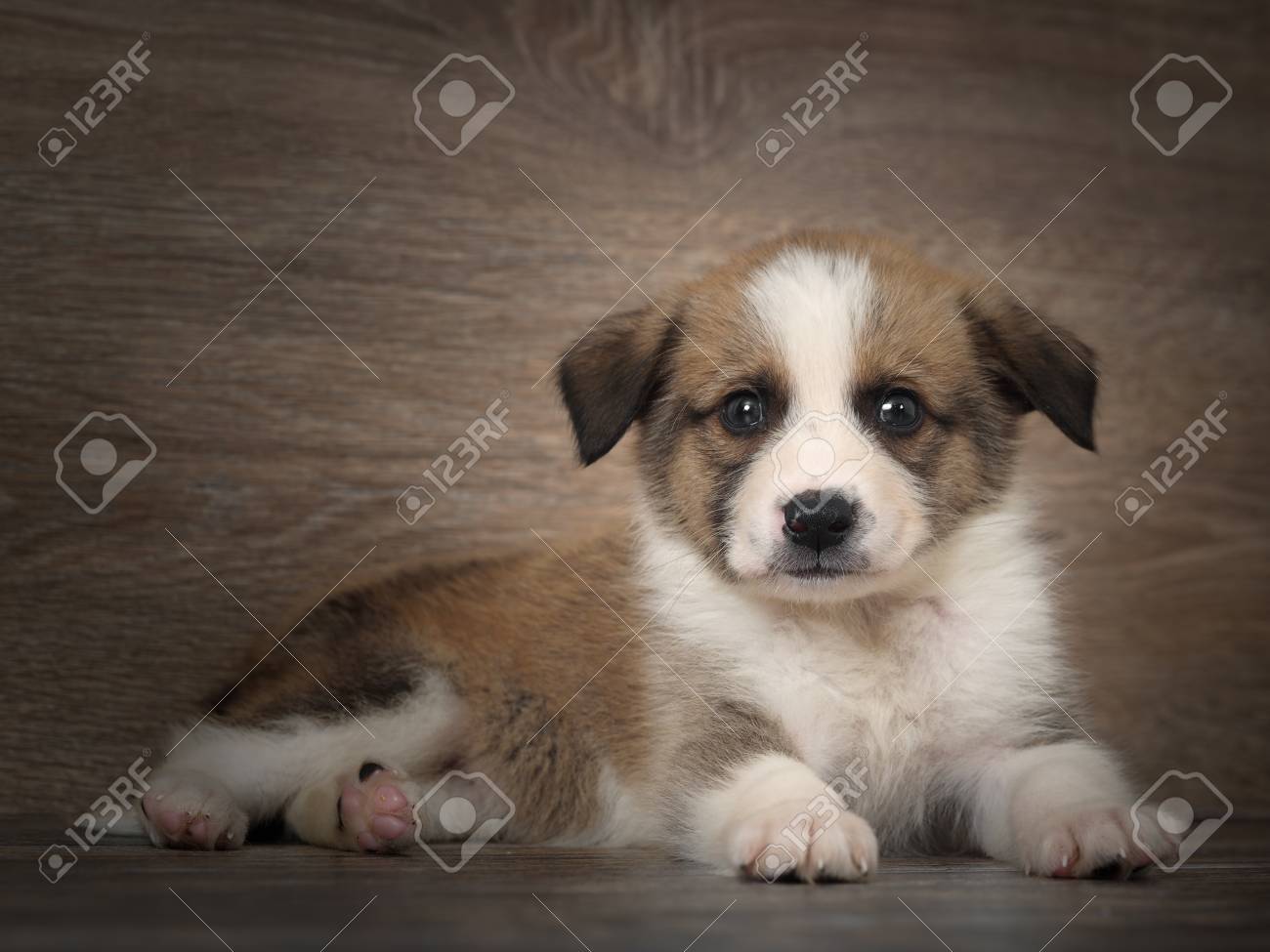 1 month in dog years