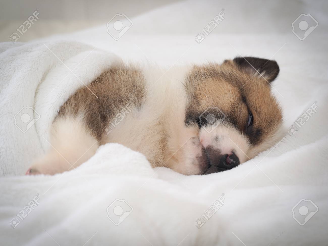 puppy sleeping under bed