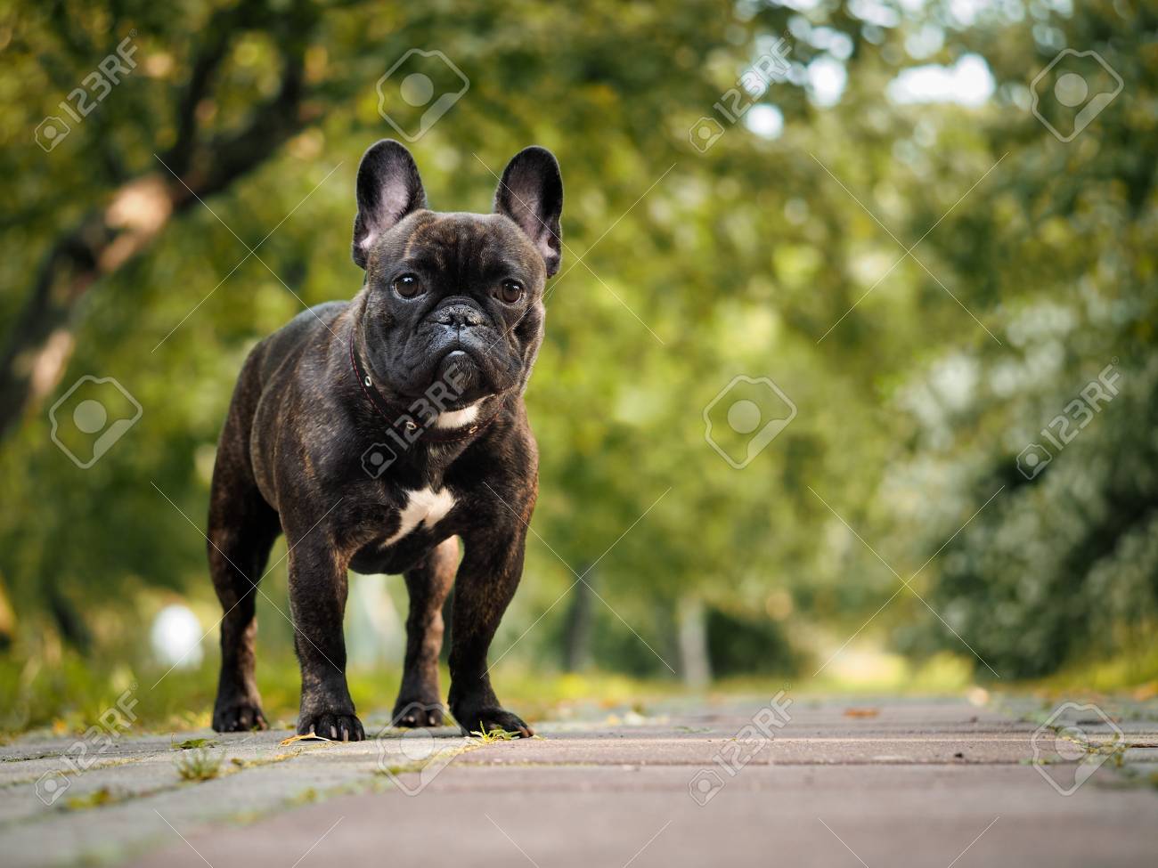 美しいフレンチ ブルドッグ 黒犬の肖像画 自然 夏 公園 の写真素材 画像素材 Image