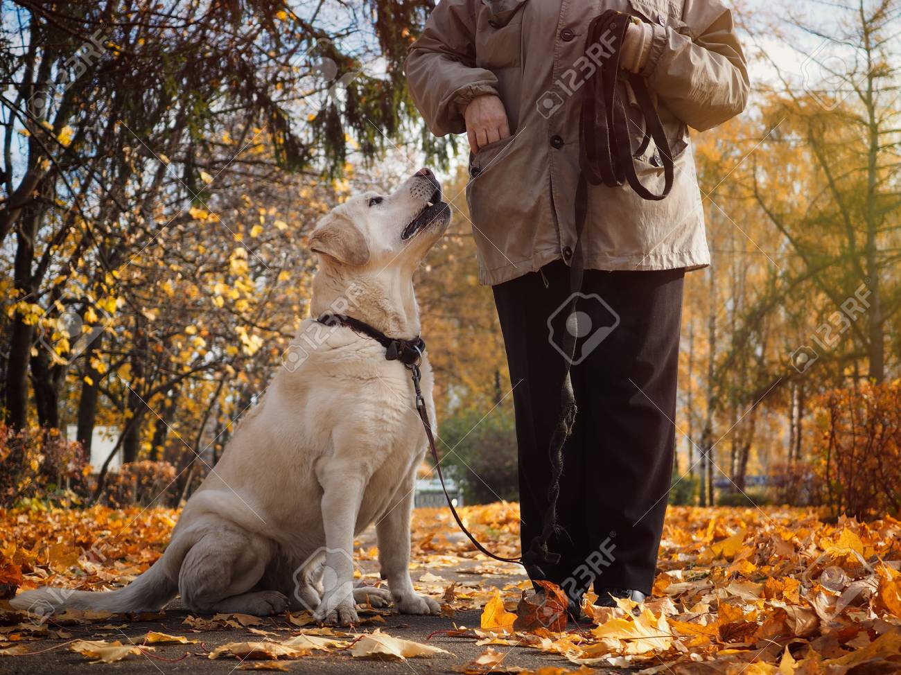 その犬はその男を忠実に見ている 秋の公園 寒いです 犬の顎からの蒸気 の写真素材 画像素材 Image 5979