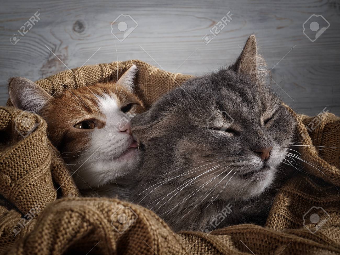 The Cat Affectionately Licks The Cat The Concept Of The Affection In The Relationship Love Stock Photo Picture And Royalty Free Image Image 89173103