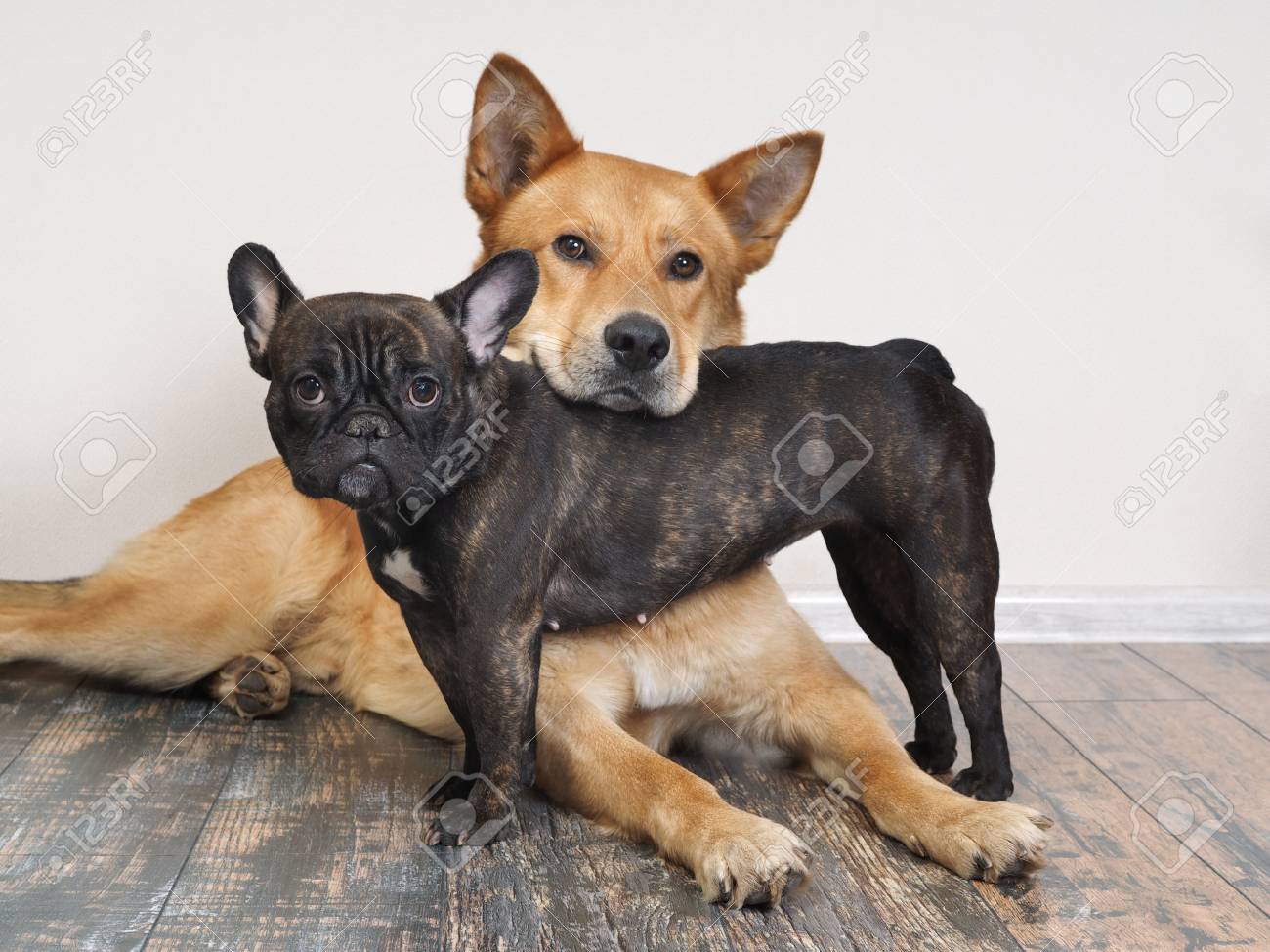 Différentes Races De Chiens Dans Des Poses Drôles Petit Bouledogue Noir Et Un énorme Akita Inu Rouge