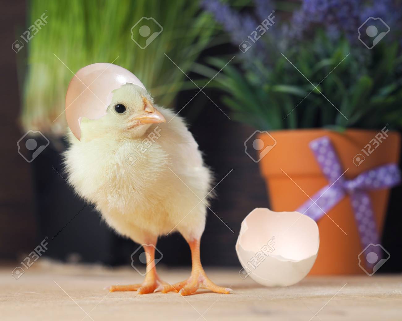 the newly hatched chick and egg shell the background flowers