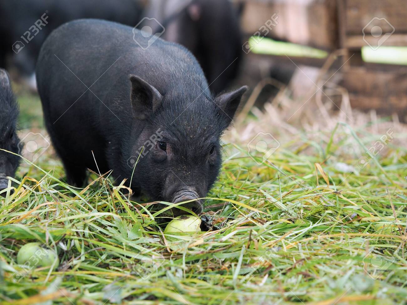 ミニブタ（ポットベリー・ピッグ ）頭骨（大）オス ☆ NO.2