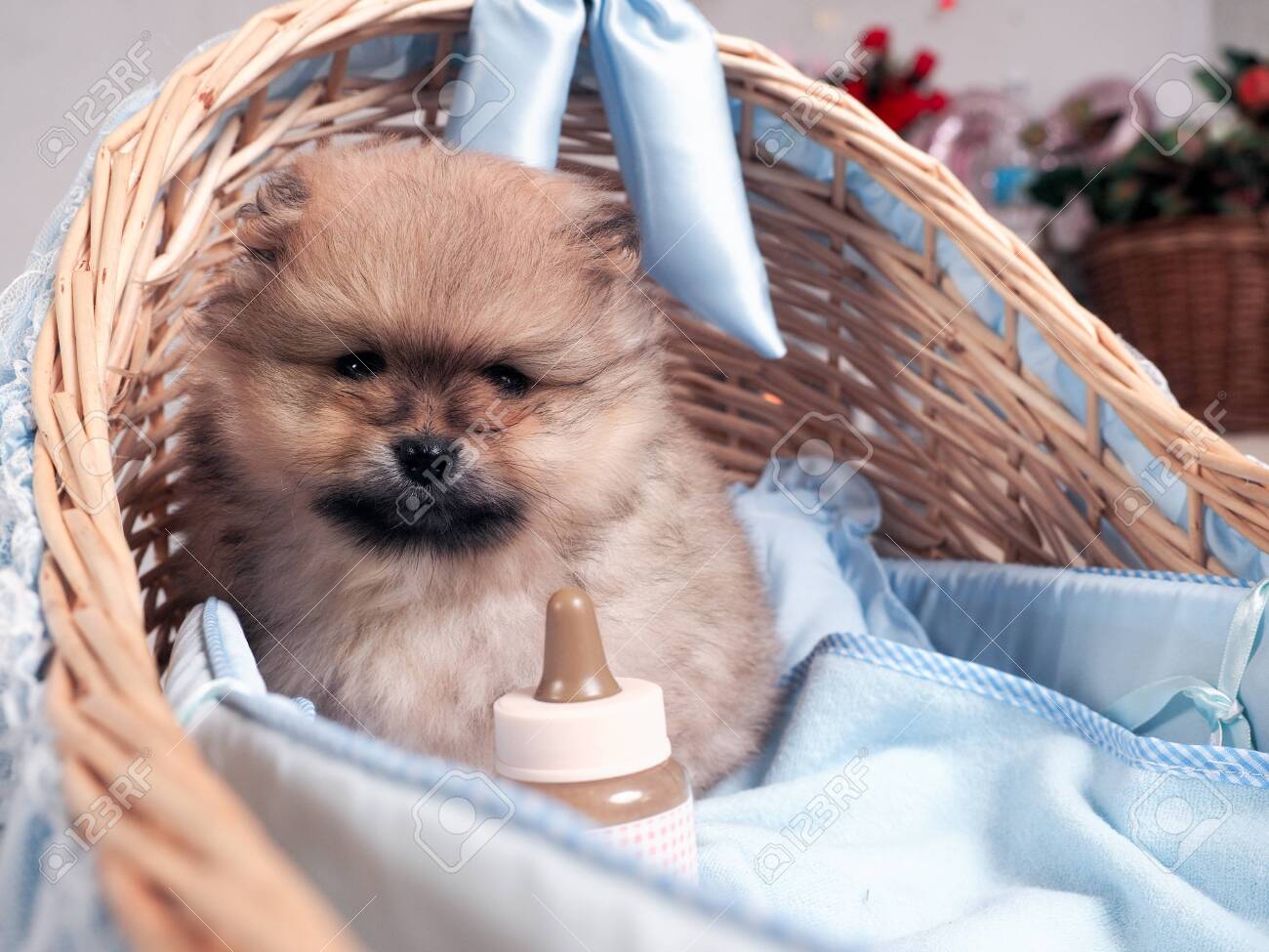 Puppy cradle Clearance