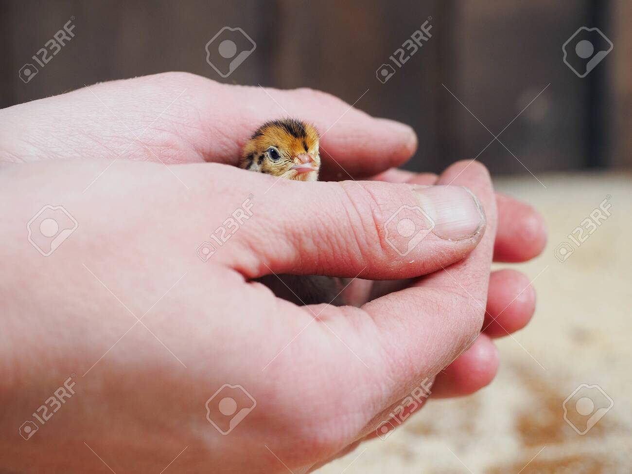 etiam-dictum-ipsum-a-felis