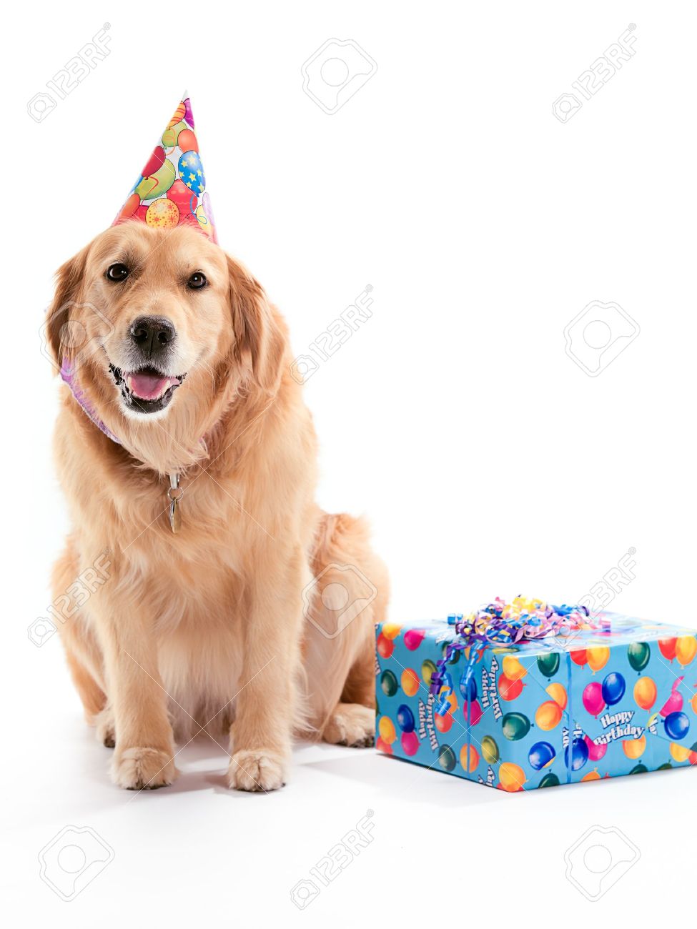 Un Chien Golden Retriever Coiffe D Un Chapeau D Anniversaire Sur Un Fond Blanc Avec Une Presence Sur Le Cote Banque D Images Et Photos Libres De Droits Image