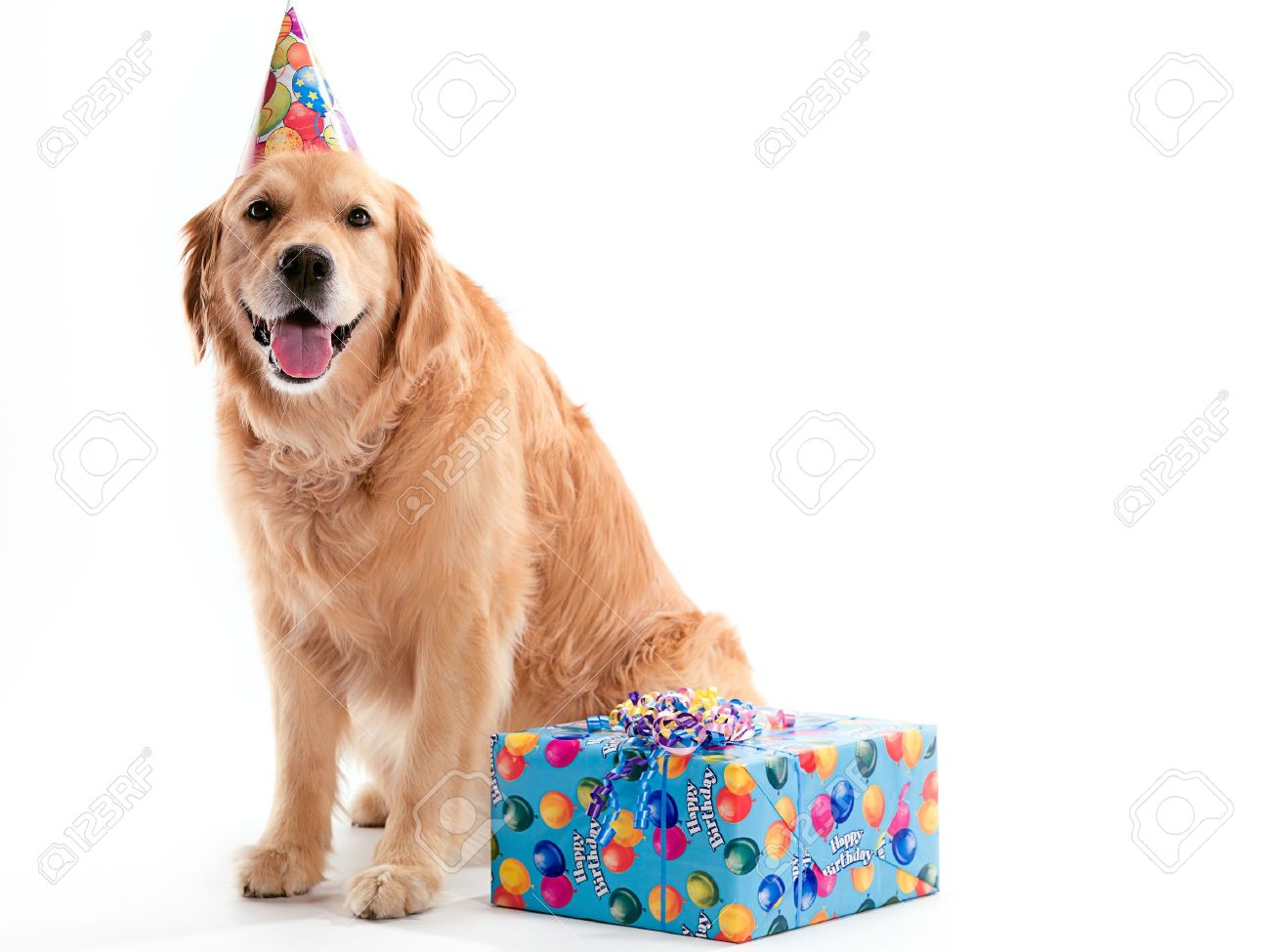 Un Chien Golden Retriever Assis Avec Un Present Tout En Portant Un Chapeau D Anniversaire Sur Un Fond Blanc Banque D Images Et Photos Libres De Droits Image