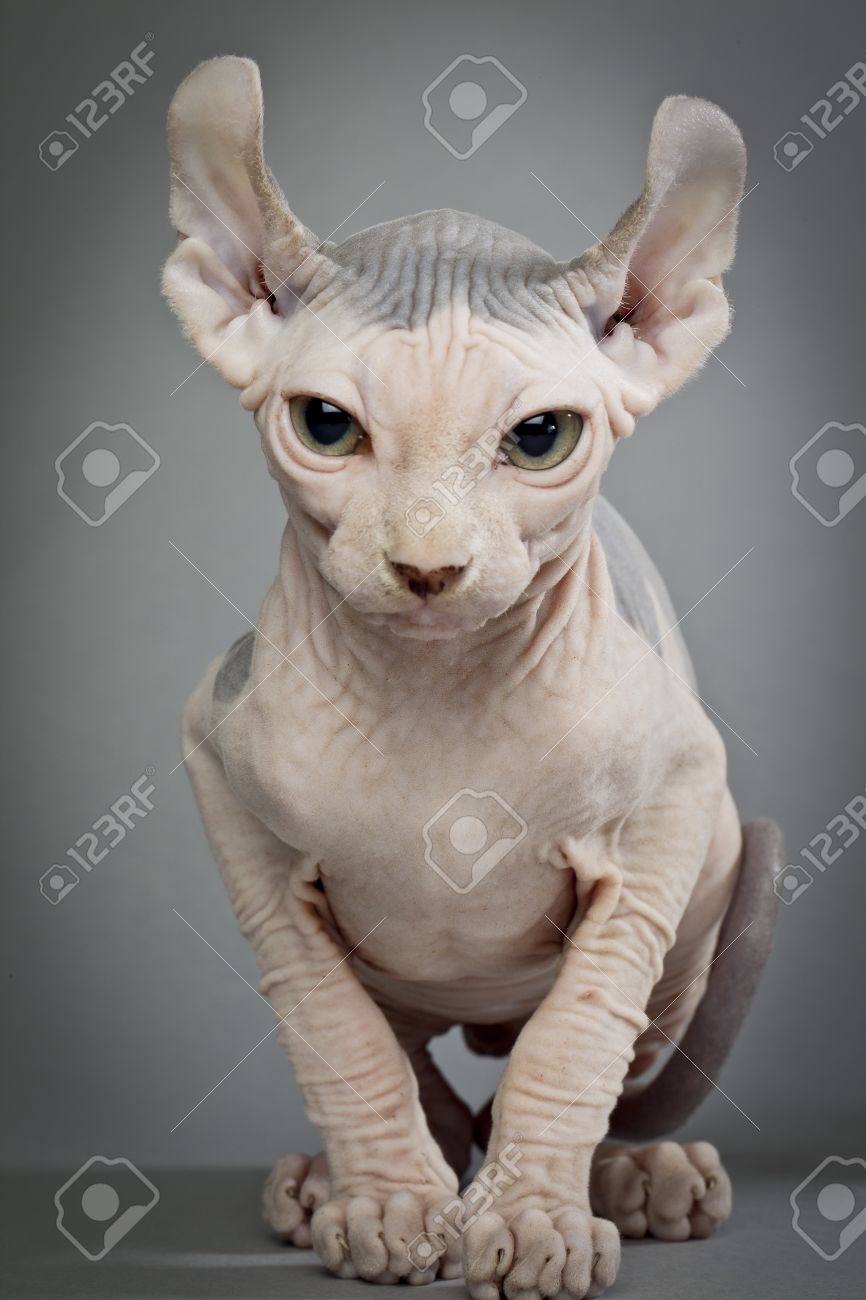 Un Chat Sans Poil Avec Des Rides Sur Un Fond Gris Elf Cat Sphynx Et Eleveurs Chambre Des Q Www Elfcatsincanada Banque D Images Et Photos Libres De Droits Image Un Chat Sans Poil Avec Des Rides Sur Un Fond Gris Elf Cat Sphynx Et Eleveurs Chambre Des Q Www Elfcatsincanada Banque D Images Et Photos Libres De Droits Image