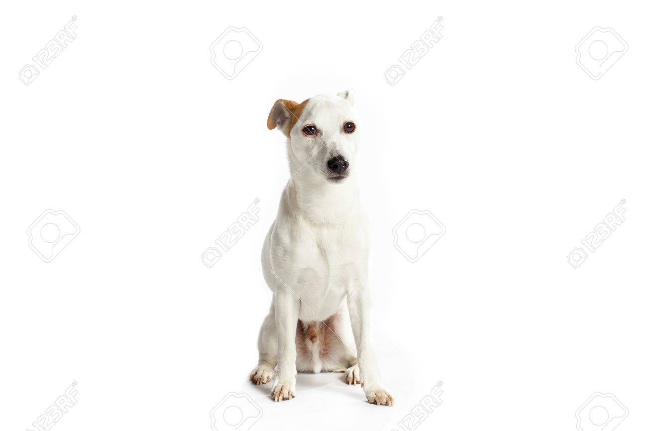 A Cute Jack Russell Terrier With A Brown Patch Over One Ear Stock Photo Picture And Royalty Free Image Image 16973090