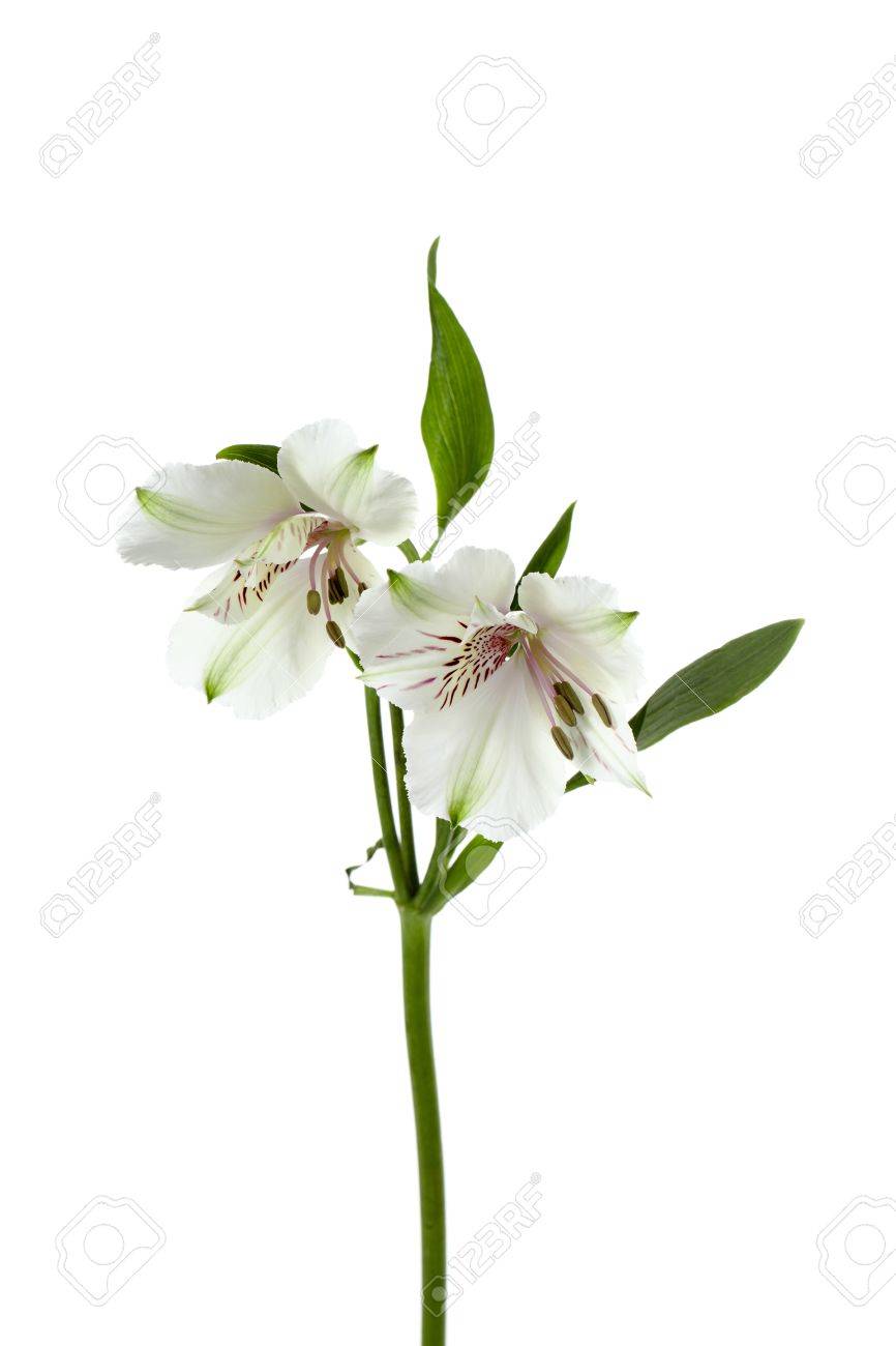 縦方向のイメージで白いユリ の写真素材 画像素材 Image