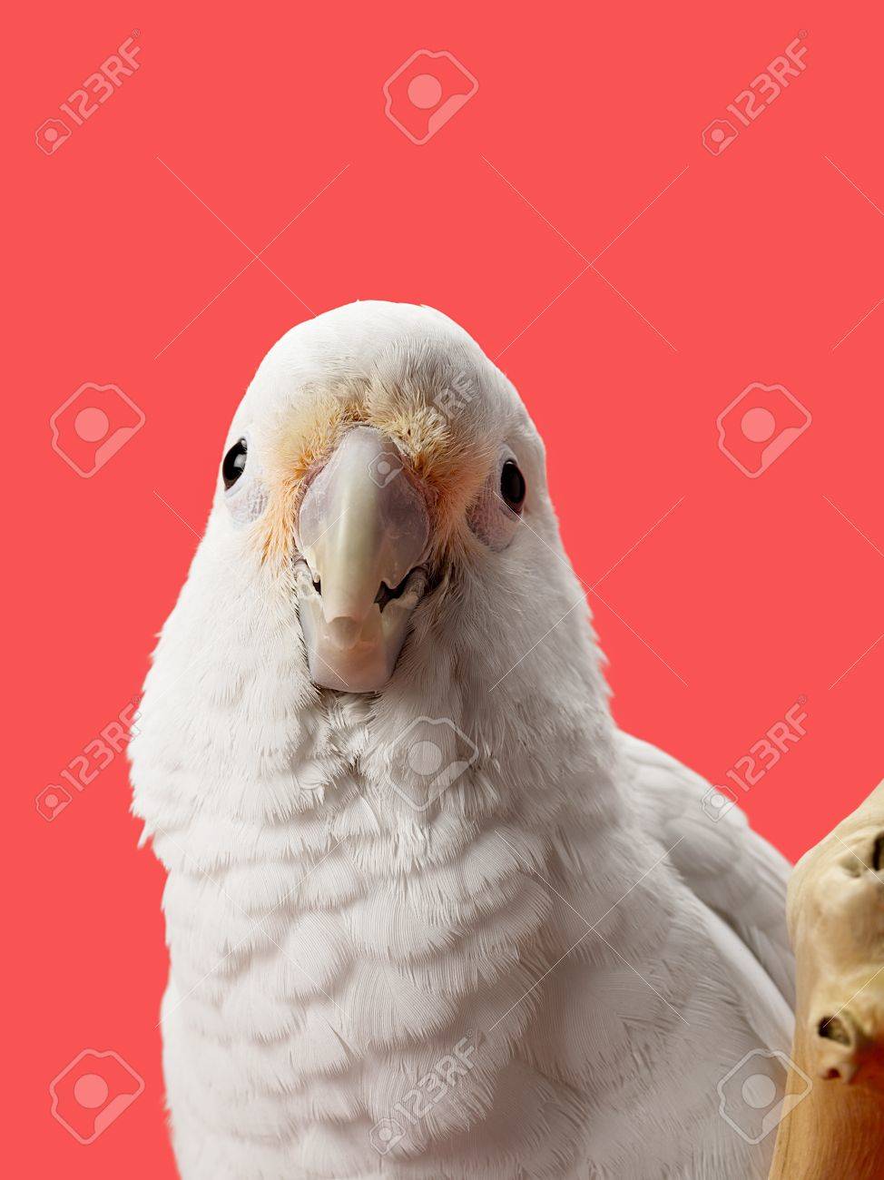 鳥のくちばしをまっすぐカメラを見て表示の正面 の写真素材 画像素材 Image