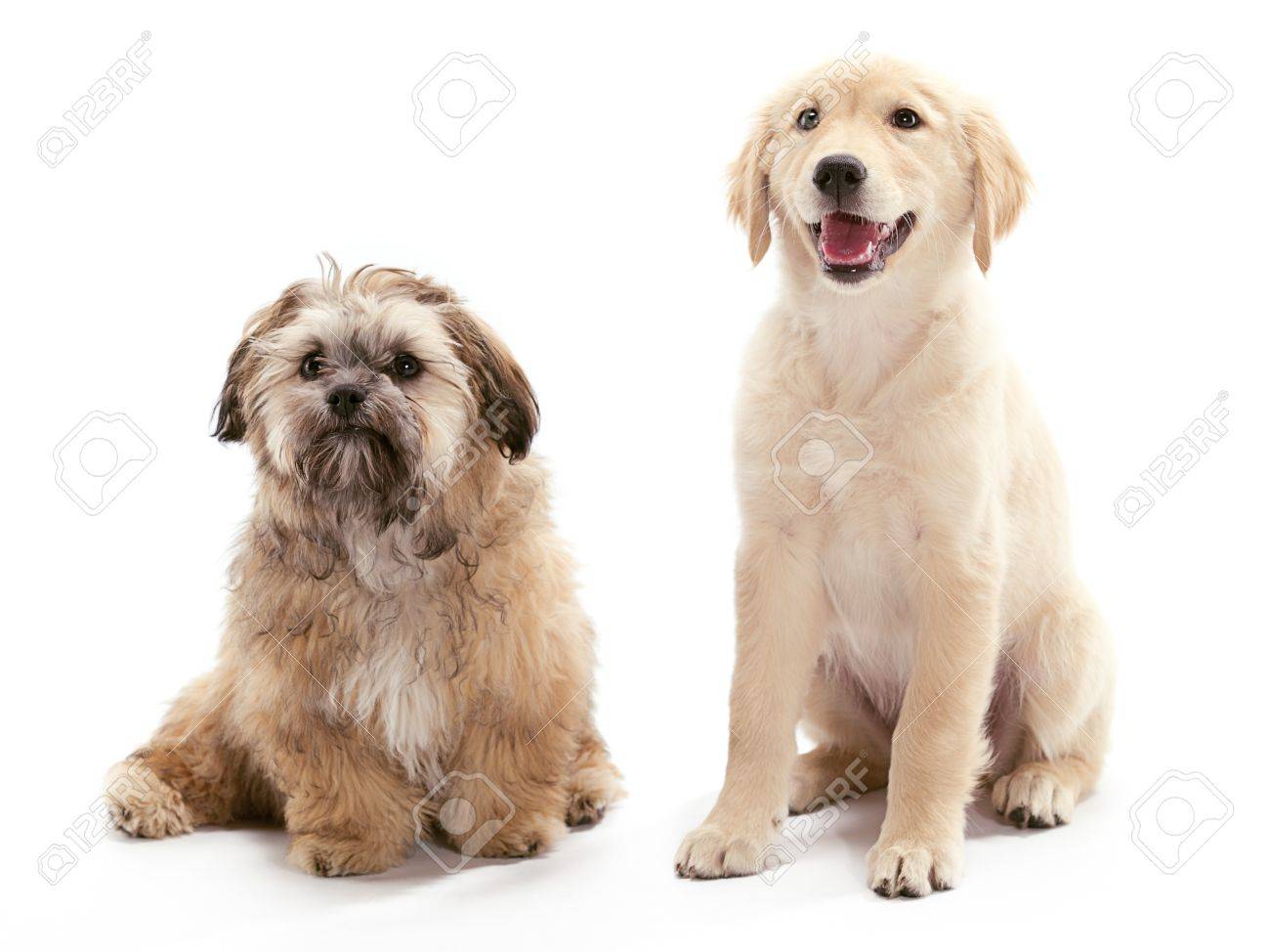 golden shih tzu puppy