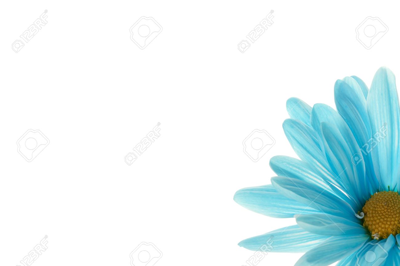 blue flower backgrounds