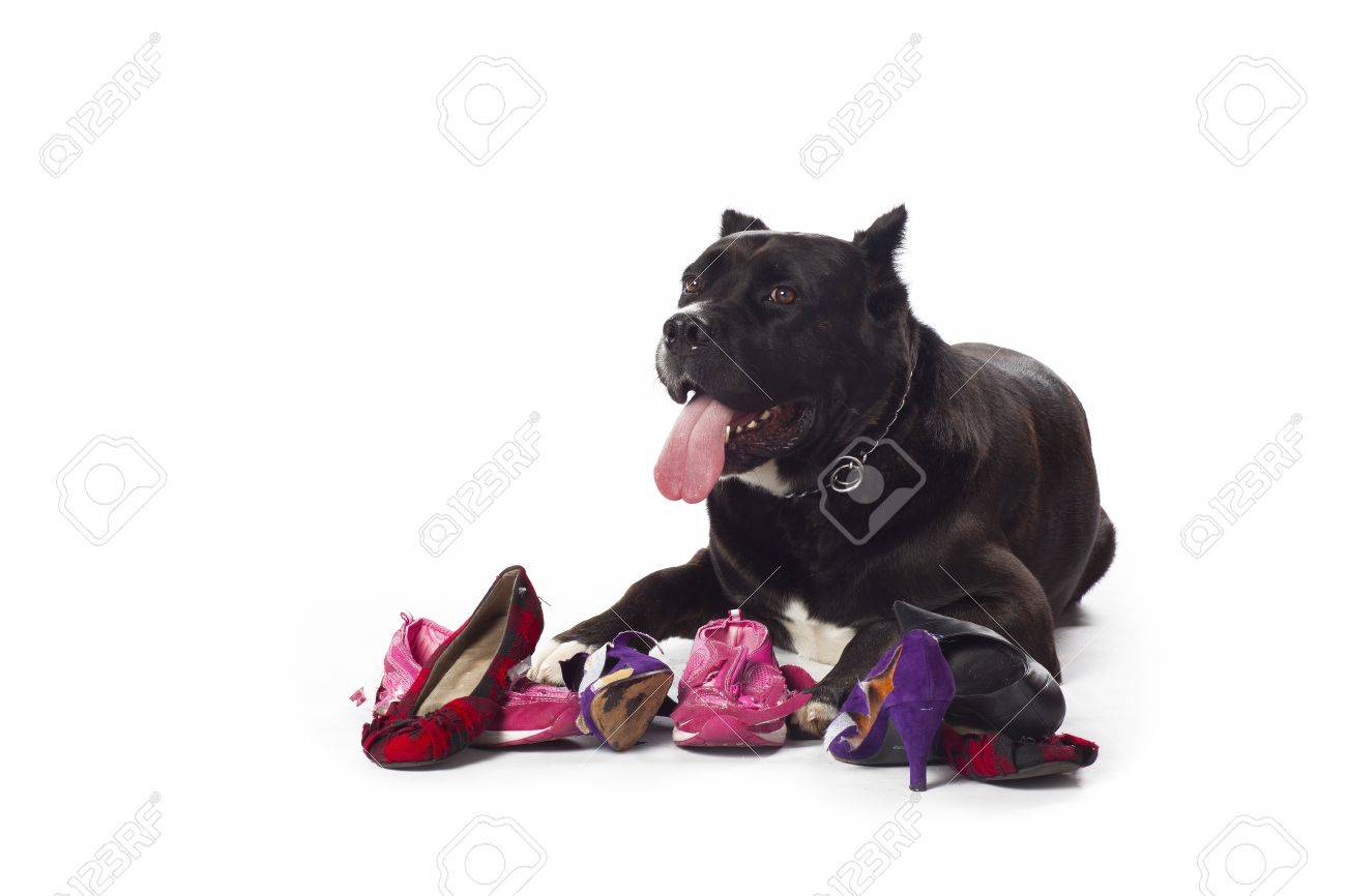 cane corso shoes