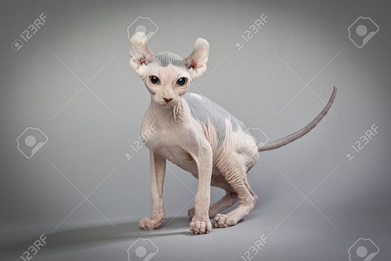 A Hairless Cat Standing On A White Background Stock Photo