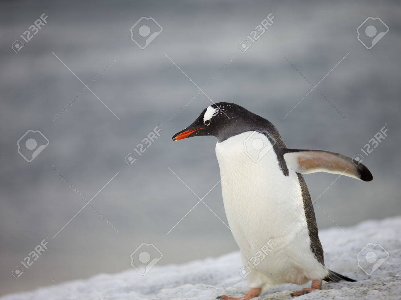 Cute Baby Penguin Walking On The Snow In Antarctic Ocean Stock Photo,  Picture and Royalty Free Image. Image 17495847., image size:1300x974