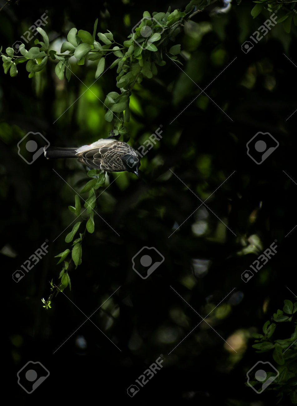 etiam-dictum-ipsum-a-felis