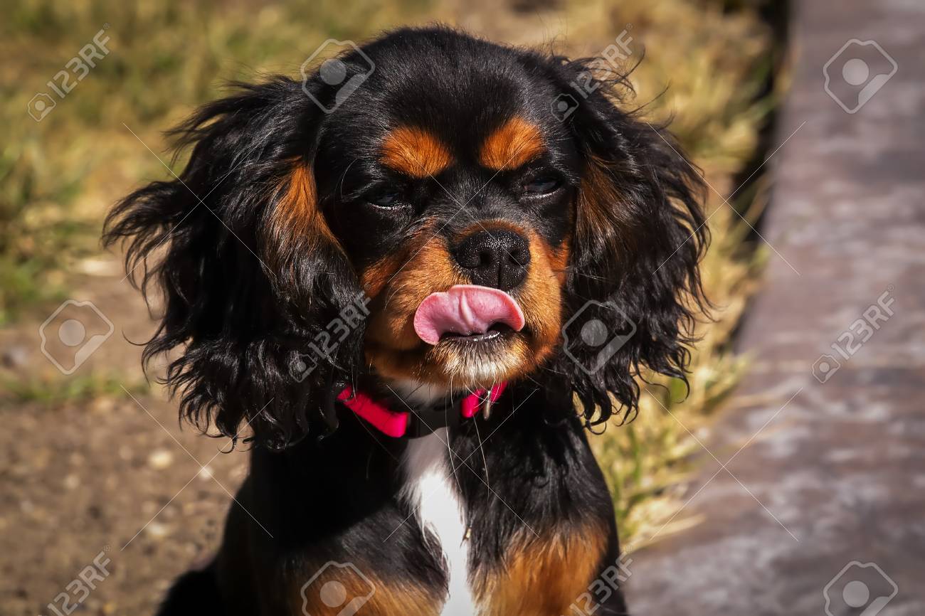 ブラックとタンキャバリエ王チャールズスパニエル犬 舌アウト の写真素材 画像素材 Image