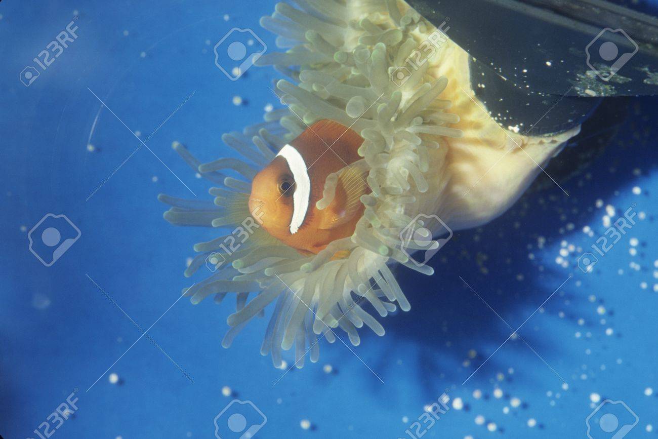 tomato clown fish partnering