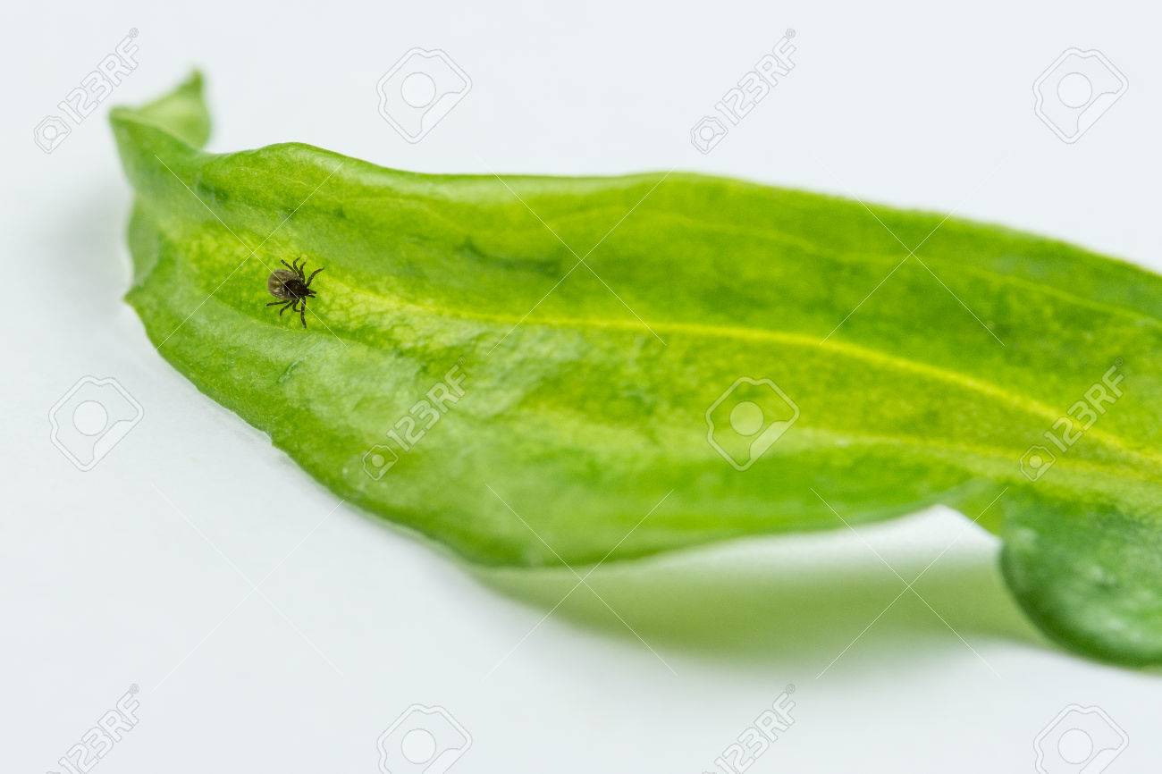 緑の葉の小さなダニは 危険な寄生虫と感染症のキャリア マダニ ヒマ の写真素材 画像素材 Image