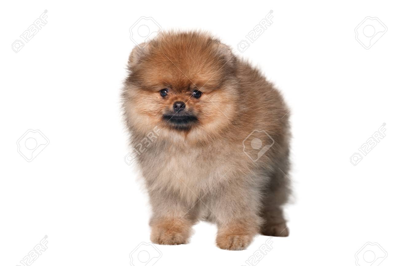 fuzzy pomeranian