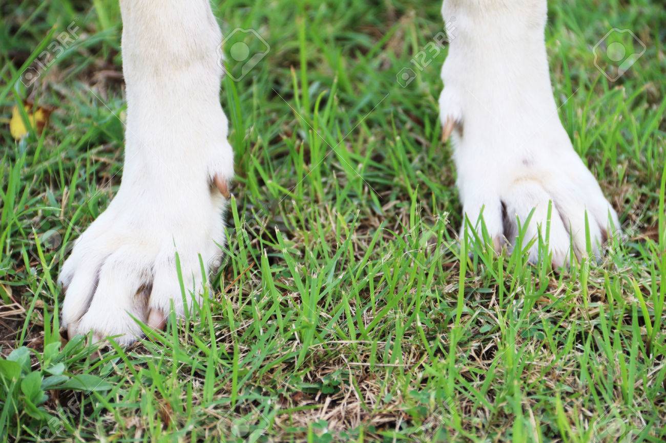 Strong Feet Of White Dog On The Green Ground Stock Photo Picture And Royalty Free Image Image 64744761