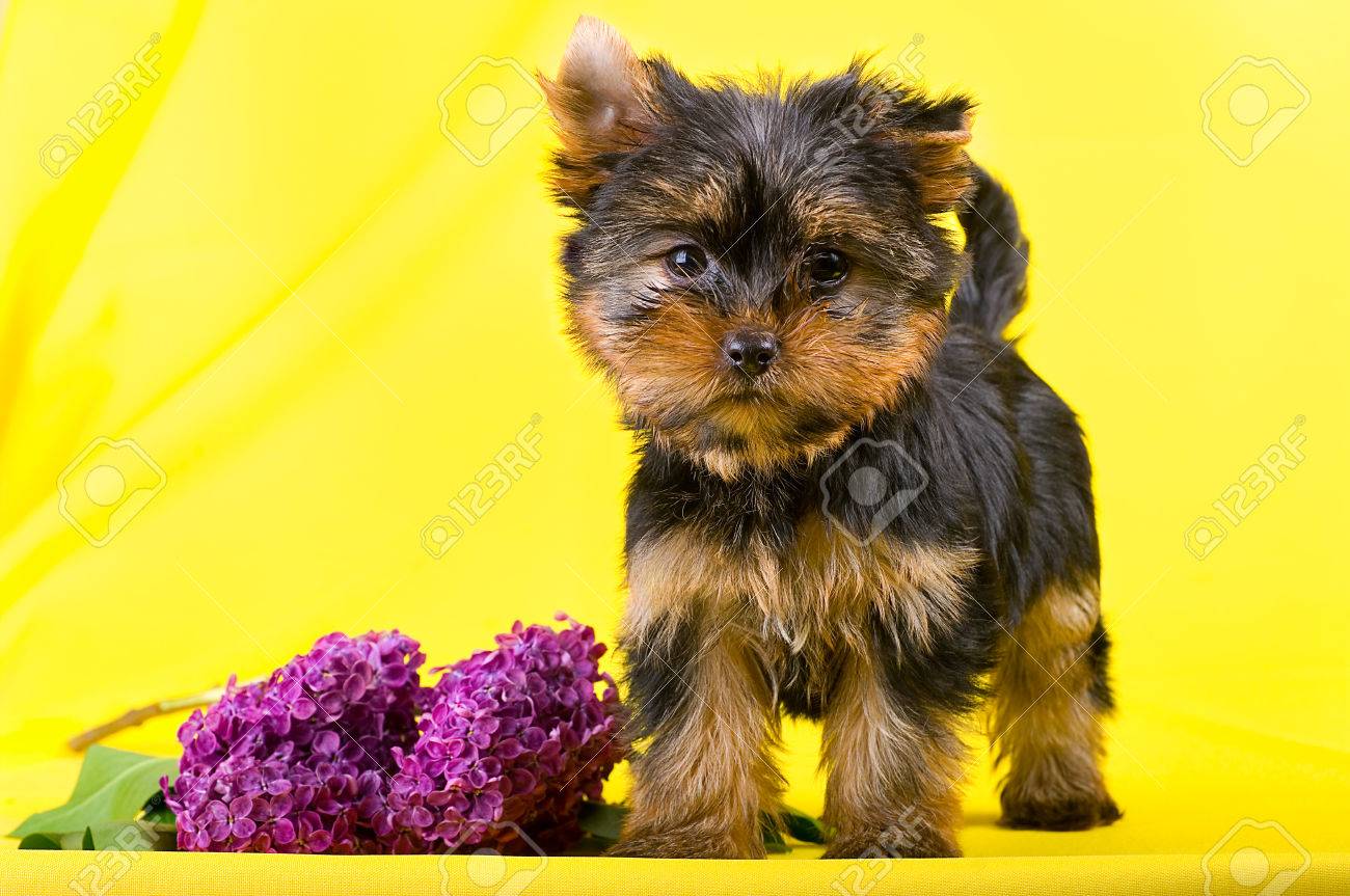 https://previews.123rf.com/images/krabikus/krabikus1510/krabikus151000091/48195623-dr%C3%B4le-de-petit-chien-yorkshire-terrier-chiot-assis-sur-un-fond-sombre-avec-des-fleurs-avec-mise-au-poin.jpg