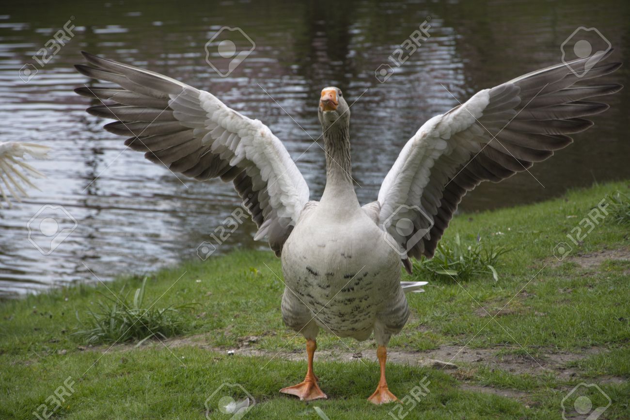 goose withe open stretched