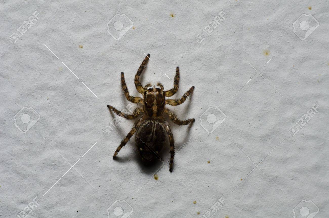 spider on white wall