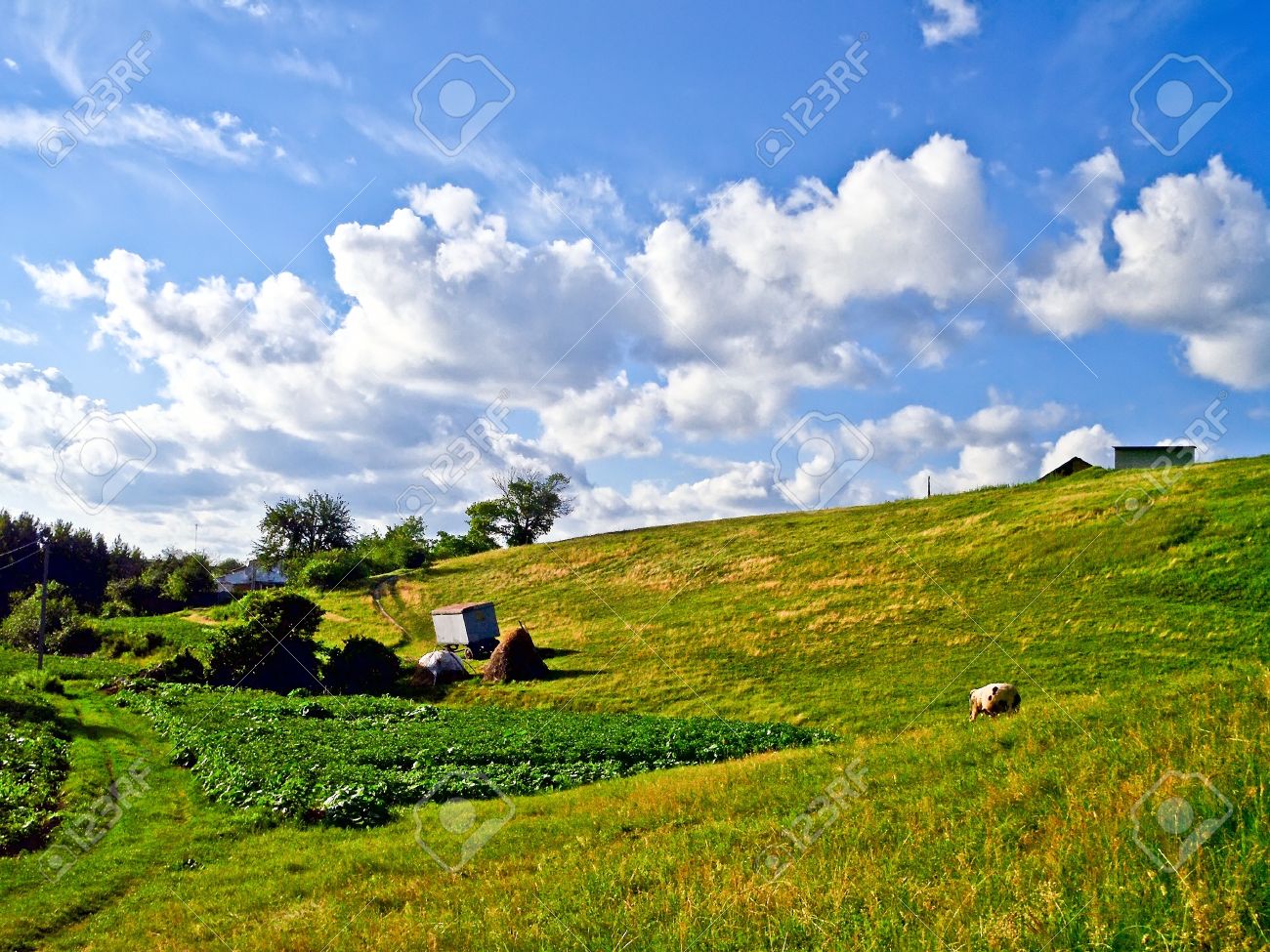 Rural Landscape In The Summer In Good Weather Stock Photo Picture And Royalty Free Image Image
