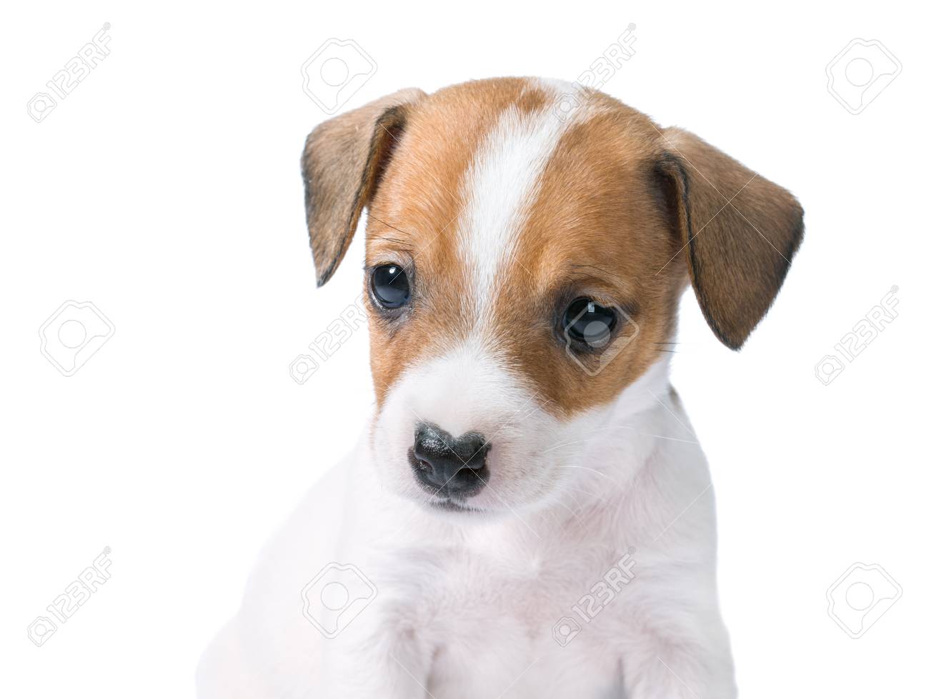 Jack Russell Terrier Chiot Isole Sur Fond Blanc Banque D Images Et Photos Libres De Droits Image Jack Russell Terrier Chiot Isole Sur Fond Blanc Banque D Images Et Photos Libres De Droits Image