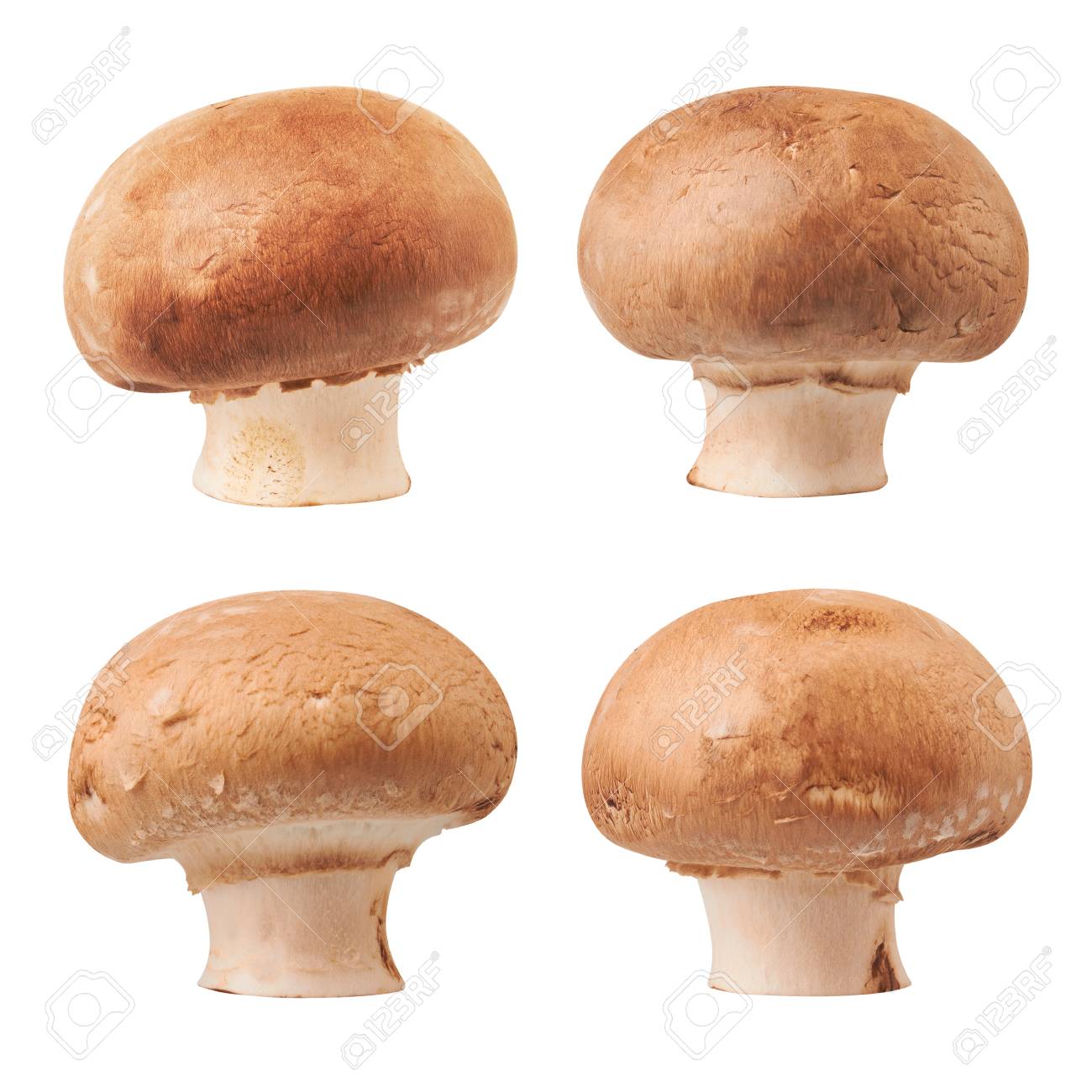 Champignon Mushroom isolated on white background - 42843300 Champignon Mushroom isolated on white background - 42843300