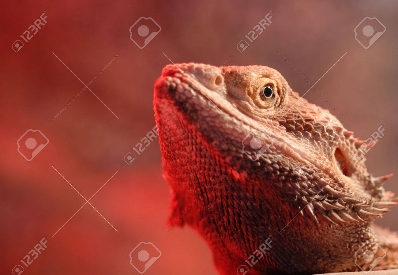 bearded dragon no heat lamp