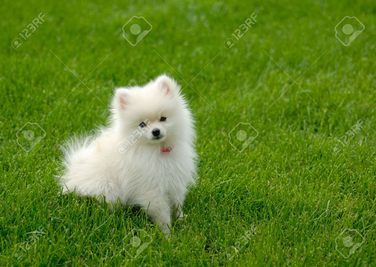 かわいい白のスピッツの子犬は草の中に座っています の写真素材 画像素材 Image